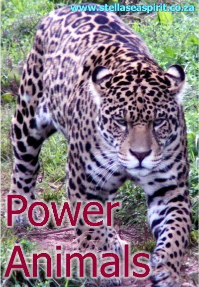 Power Animals | www.stellaseaspirit.co.za